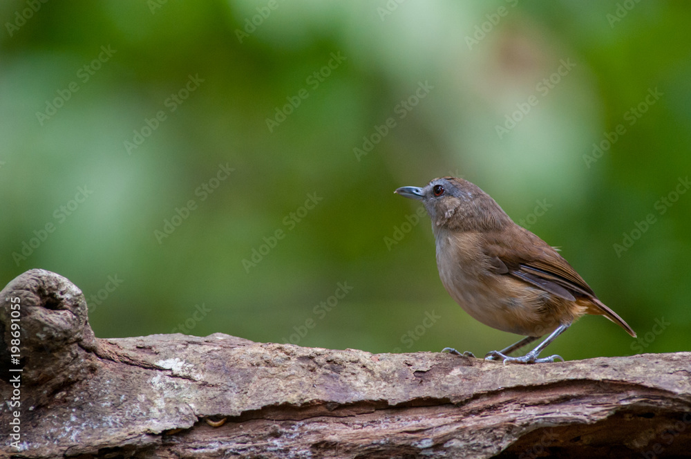 White-chested babbler ( Trichastoma rostratum) birds on tree branch with blur green background.Its natural habitats are subtropical or tropical moist lowland forests. White-chested babbler ( Trichastoma rostratum) birds on tree branch with blur green background.Its natural habitats are subtropical or tropical moist lowland forests.