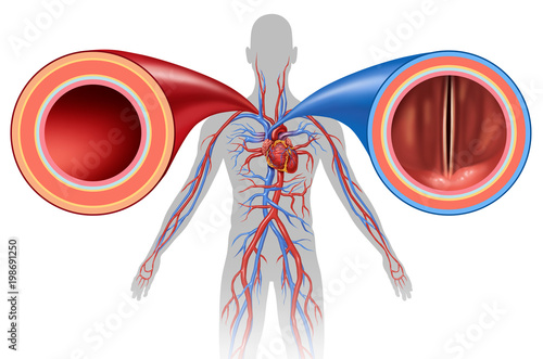 Photography Artery And Vein Human Circulation