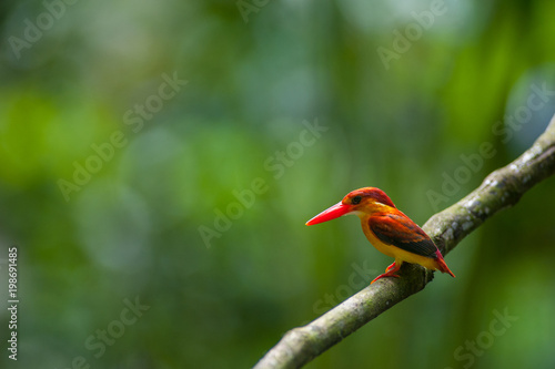 Female and male Rufous-backed Kingfisher bird(Ceyx Rufidorsa), smallest species of Kingfisher on the tree branch eating small fish with green nature background.Colorful bird with bokeh background. photo