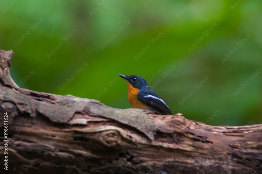 Fototapeta premium Rufous-chested flycatcher (Ficedula dumetoria) is a species of bird in the family Muscicapidae. Its natural habitats are subtropical or tropical moist montane forests.Bird on tree branch.