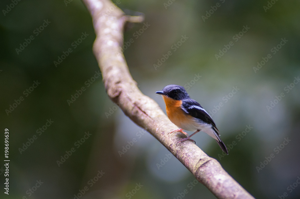 Fototapeta premium Rufous-chested flycatcher (Ficedula dumetoria) is a species of bird in the family Muscicapidae. Its natural habitats are subtropical or tropical moist montane forests.Bird on tree branch.
