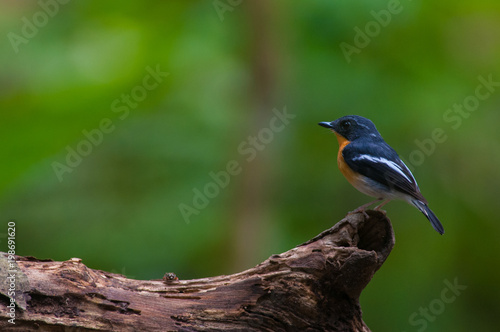 Rufous-chested flycatcher (Ficedula dumetoria) is a species of bird in the family Muscicapidae. Its natural habitats are subtropical or tropical moist montane forests.Bird on tree branch.