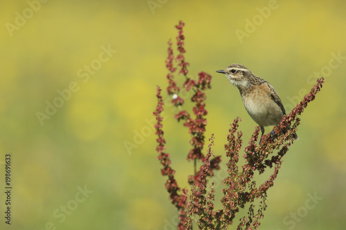 tarier des prés photo