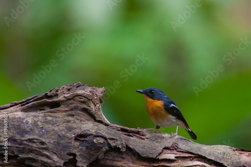 Rufous-chested flycatcher (Ficedula dumetoria) is a species of bird in the family Muscicapidae. Its natural habitats are subtropical or tropical moist montane forests.Bird on tree branch.