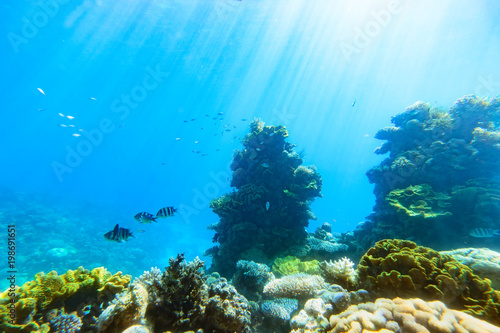 Fototapeta Naklejka Na Ścianę i Meble -  Underwater scene. Red sea , Israel.