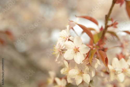 Fototapeta Naklejka Na Ścianę i Meble -  桜