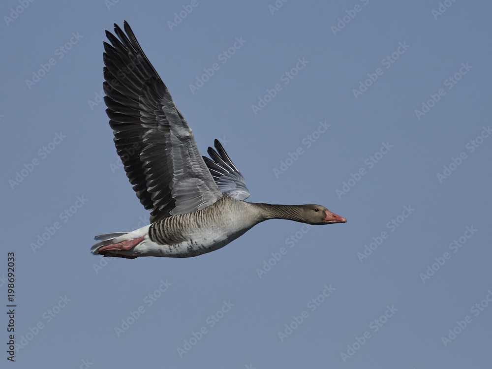 Obraz premium Greylag goose (Anser anser)