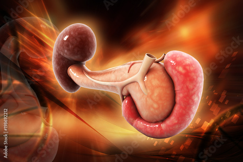 Fotografía 3d rendered  human spleen isolated on color background