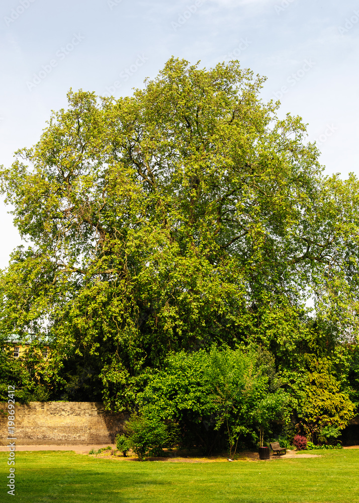 Obraz premium green tree