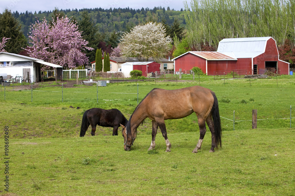 Obraz premium Horses grazing.