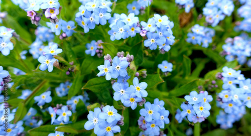 Spring blue forget-me-nots on a spring day in a meadow