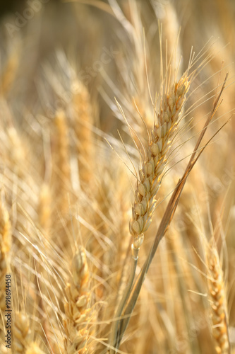 A Blade of Wheat in a field