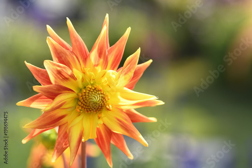 Fototapeta Naklejka Na Ścianę i Meble -  The Dahlia pictured in this appears to resemble the sun and it striking rays