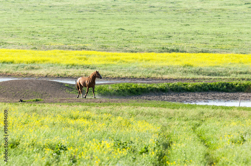 Portrait of a horse in the meadow. A herd of wild horses shown on Water island in atmospheric Rostov state reserve photo