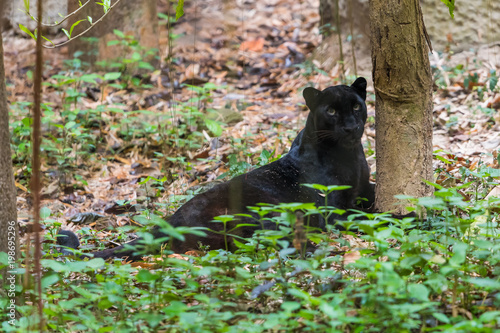 A black panther is the melanistic color variant of any big cat species. Black panthers in Asia and Africa are leopards and those in the Americas are black jaguars.