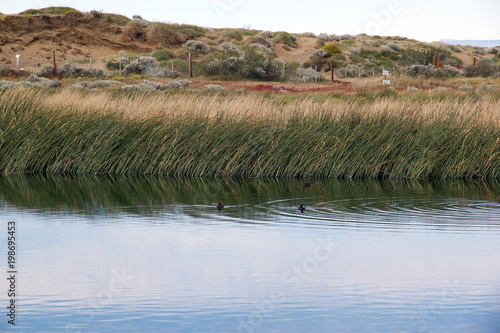 Laguna Nimez, a wildlife reserve at El Calafate in Patagonia, Argentina