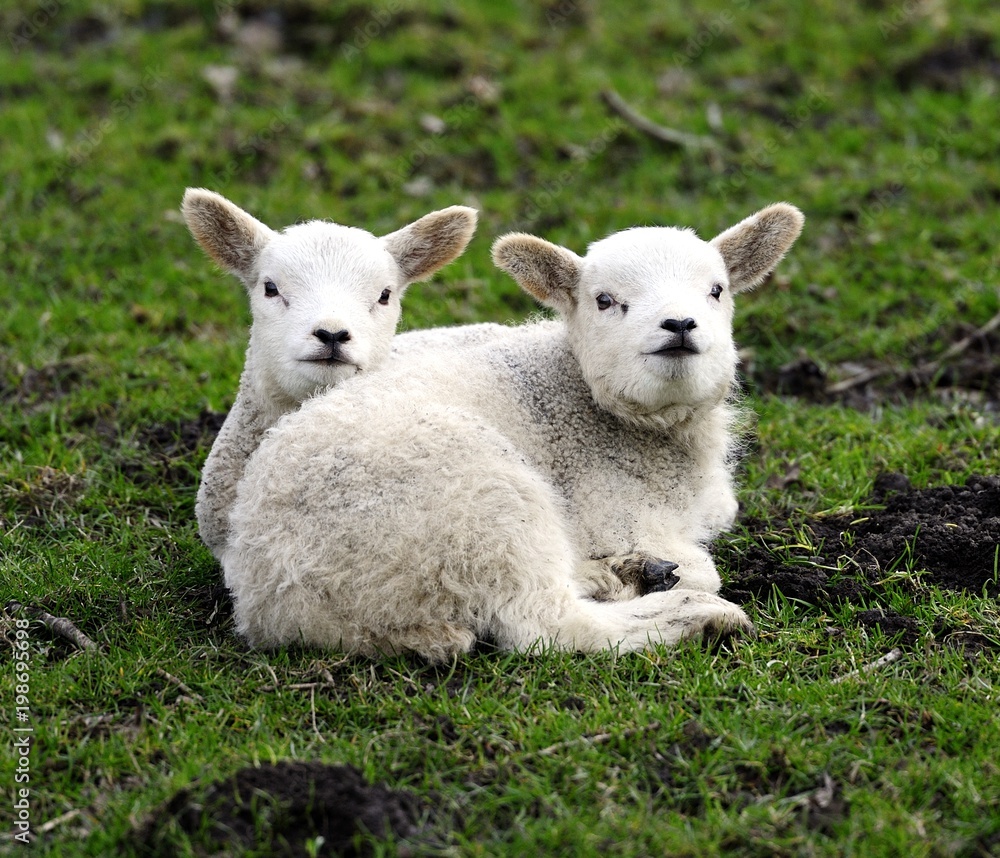 Twin lambs having a cuddle Twin lambs having a cuddle