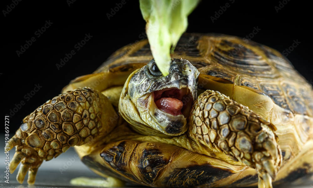 Naklejka premium portrait of a turtle with an open mouth