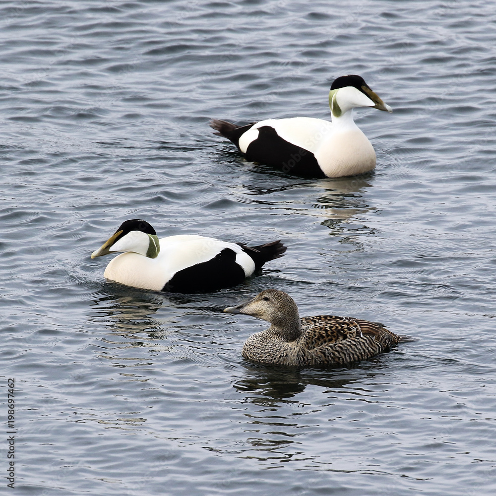 Fototapeta premium Eider