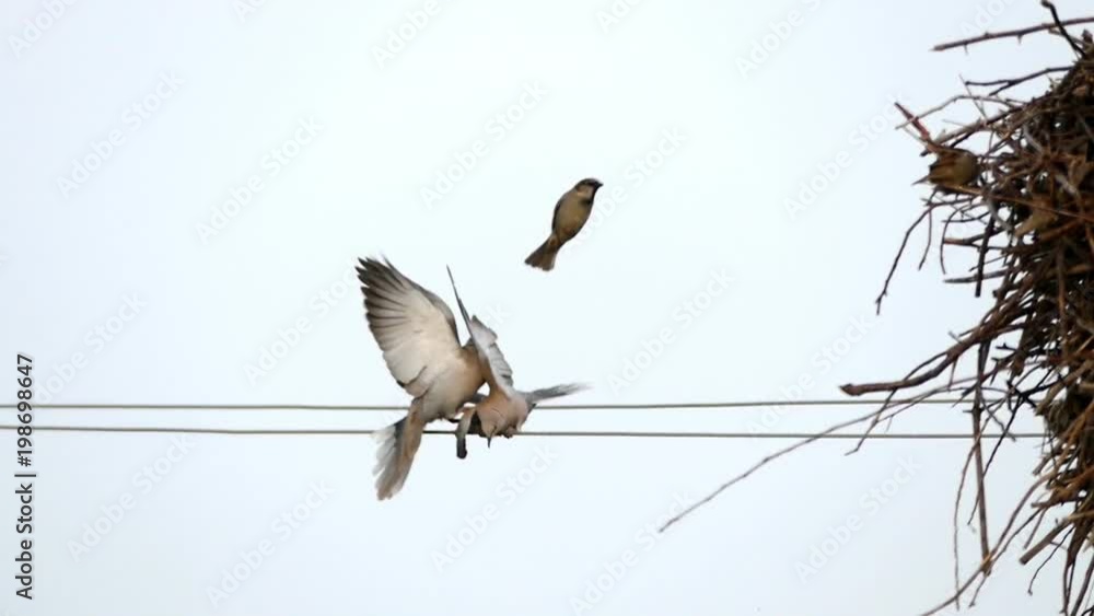 the pigeons fight, the pigeons fight for the nest,birds fighting for a nest
the pigeons fight, the pigeons fight for the nest,birds fighting for a nest