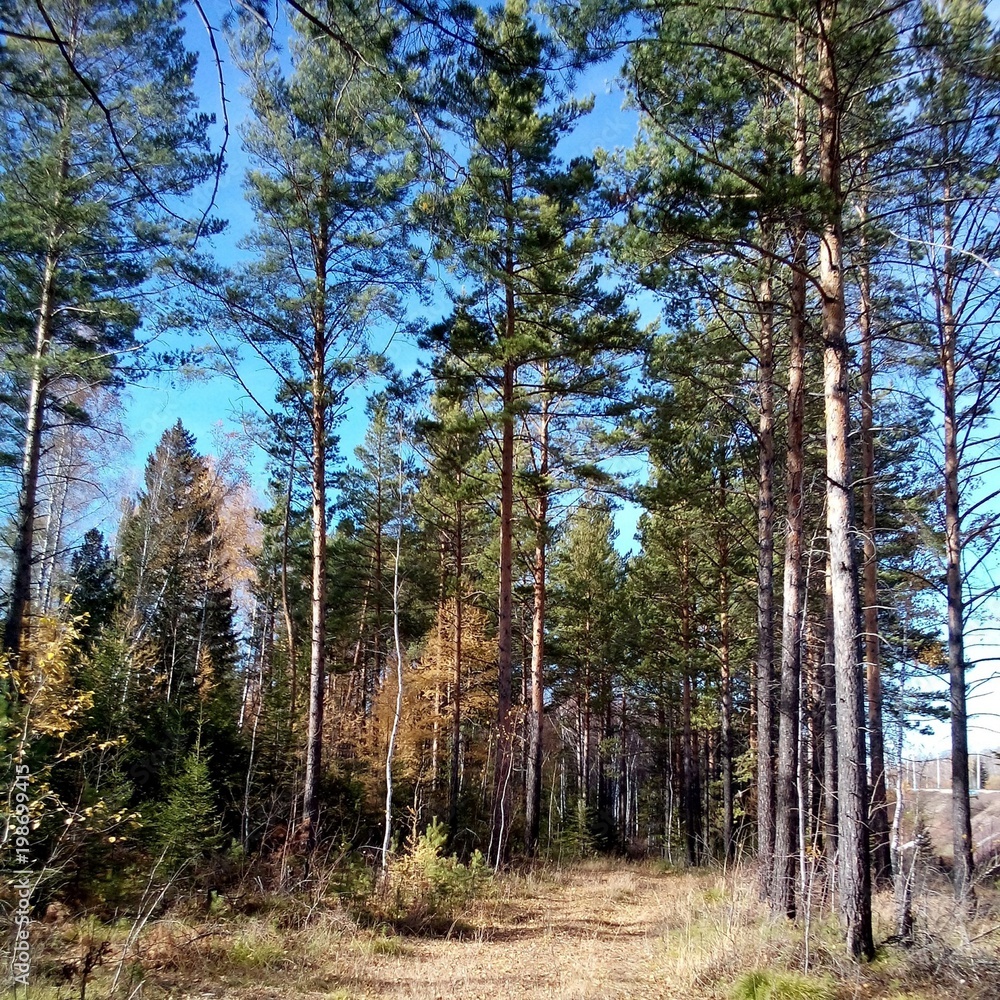 Obraz premium Pinery