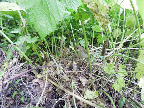 Thrush Nightingale (Luscinia luscinia).