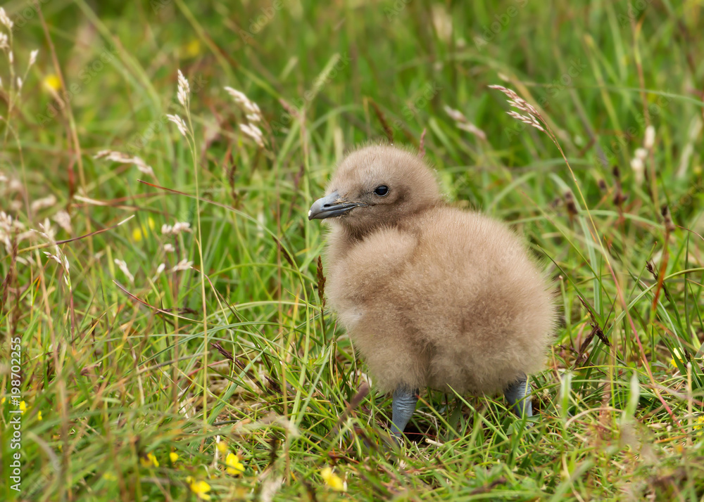Great Skua chick in the meadow Great Skua chick in the meadow