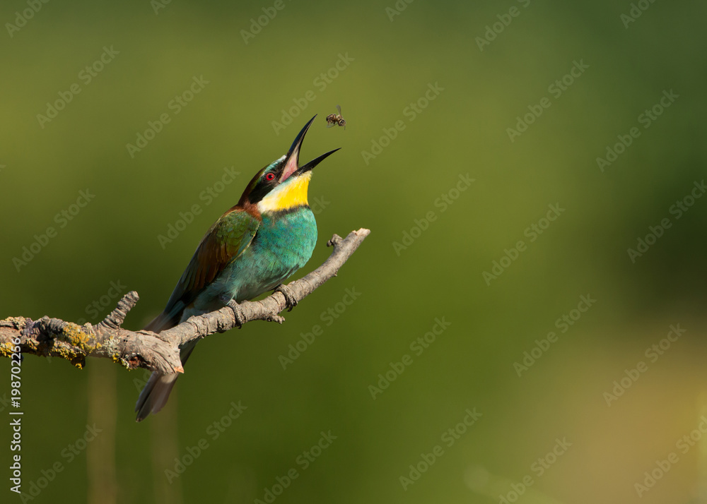 Obraz premium European Bee Eater catching a bee