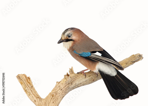 Eurasian Jay perched on a tree branch in winter photo