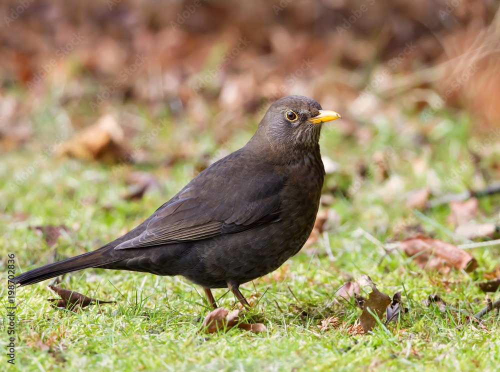 Close up of a female common blackbird Close up of a female common blackbird