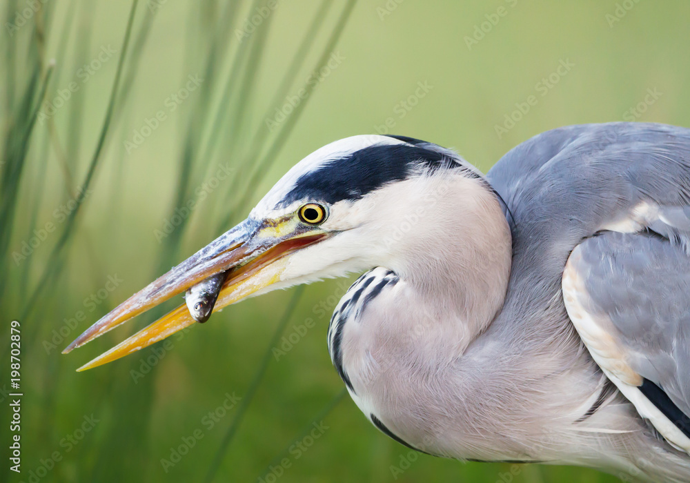 Portrait of a Grey heron with a fish in the beak