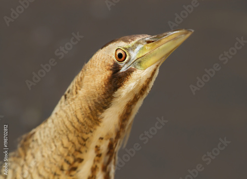 Close up of an Eurasian great bittern photo