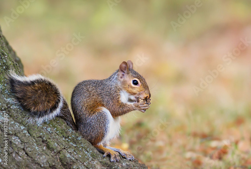 Eastern gray squirrel eating an acorn