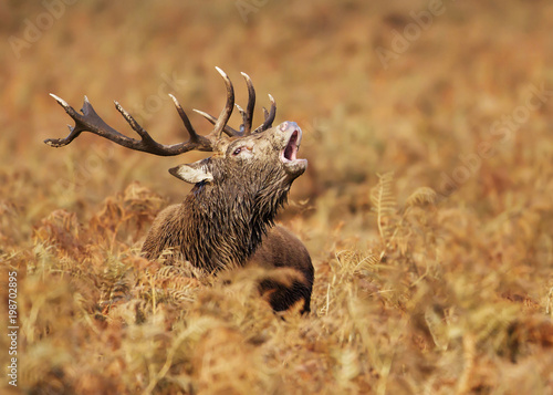 Red deer stag bellowing during mating season in autumn