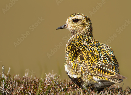 Konstfotografi Close up of European golden plover in the wetlands