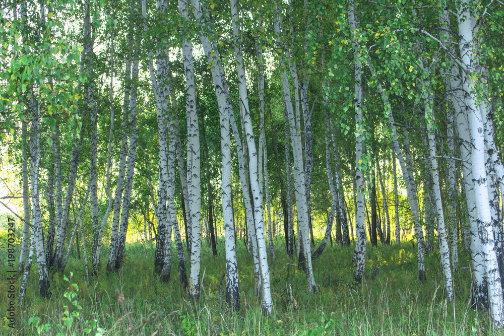 Obraz premium summer Siberian solar forest