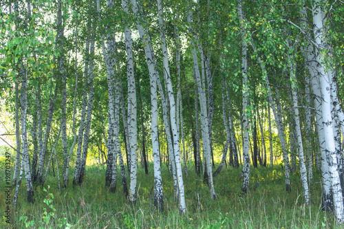 summer Siberian solar forest