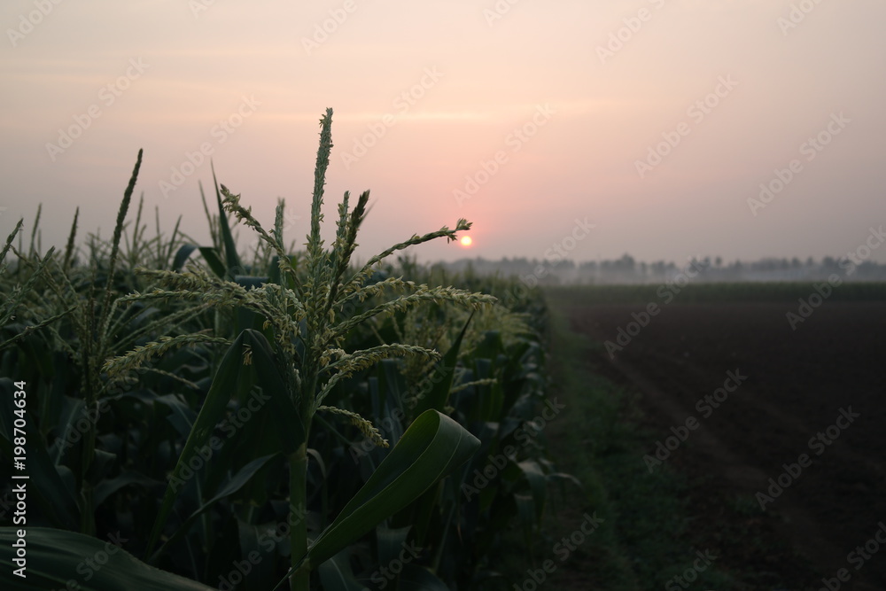 corn fields morning