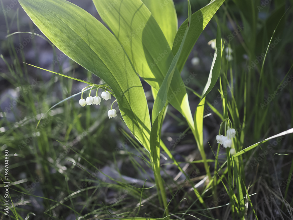 Fototapeta premium lily of the valley