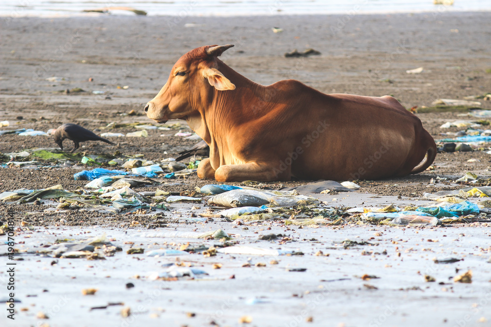 Holy brown indian cow lying in the sand on the beach of Goa .India Holy brown indian cow lying in the sand on the beach of Goa .India