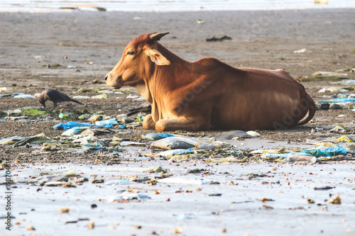 Holy brown indian cow lying in the sand on the beach of Goa .India