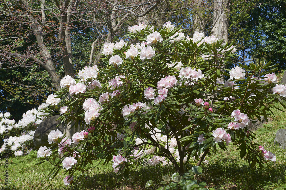 石楠花の花 アカボシシャクナゲ Stock Photo Adobe Stock 石楠花の花 アカボシシャクナゲ Stock Photo Adobe Stock