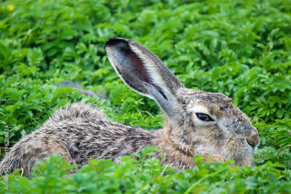 Fototapeta premium Hare hare in the grass. Wild natural conditions
