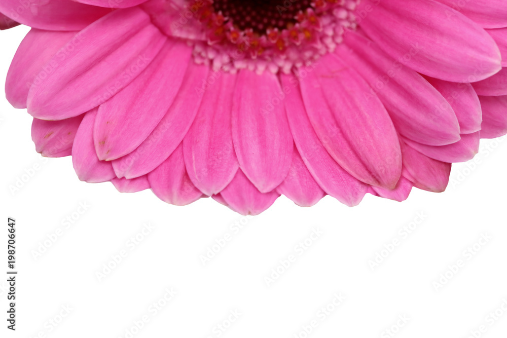 Gerbera is a flower characterized by many corals and most often used by florists in bouquets as a cut flower because it is distinctive and large.
Gerbera is a flower characterized by many corals and most often used by florists in bouquets as a cut flower because it is distinctive and large.