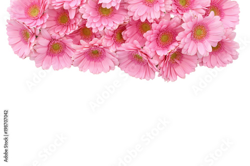 Fototapeta Naklejka Na Ścianę i Meble -  Gerbera is a flower characterized by many corals and most often used by florists in bouquets as a cut flower because it is distinctive and large.
