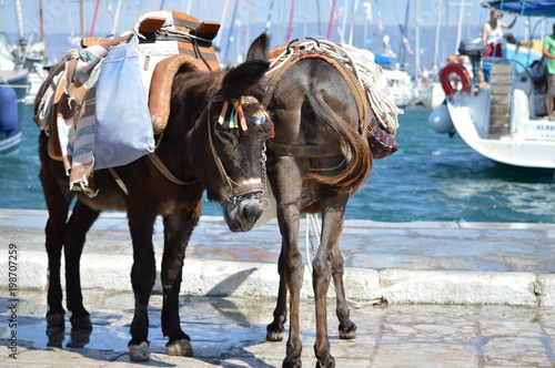 Greek donkeys in Hydra island