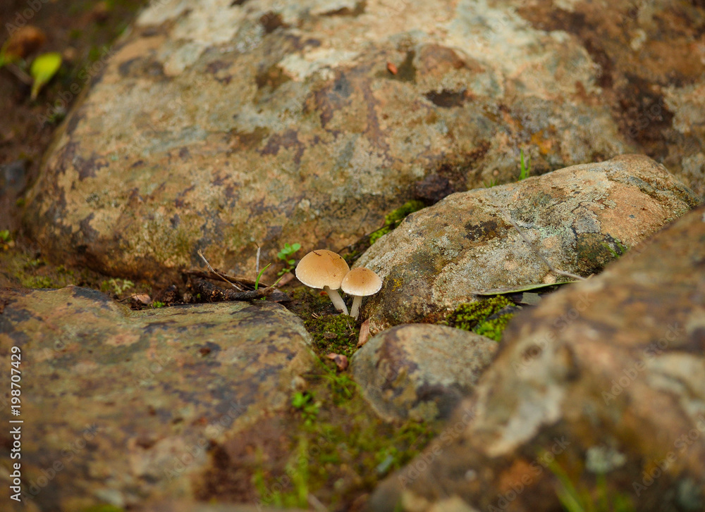 Tiny mushrooms born amidst the stones on the wet soil