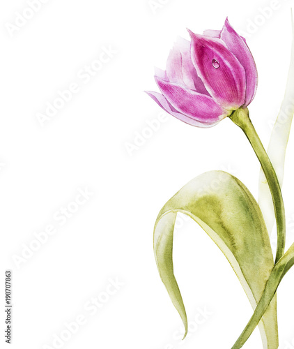 Botanical blank for text. Watercolor Tulips flowers. Perfect for invitation, wedding or greeting cards.