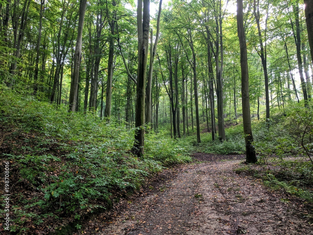 Fototapeta premium Wanderweg