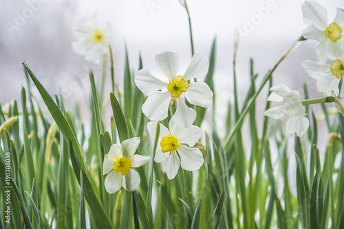 Fototapeta Naklejka Na Ścianę i Meble -  White daffodils blossom